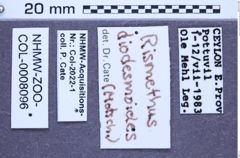 Etikette zu Rismethus diodesmoides (Motschulsky, 1861) (NHMW-ZOO-COL-0008096)